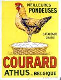 Pondeuses Courard