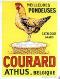 P. DEL Pondeuses Courard