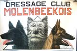 NOIR Dressage Club Molenbekois